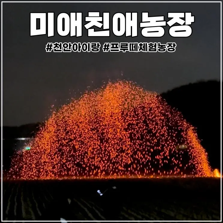 천안 아이랑 프루떼 미애친애농장 쥐불놀이