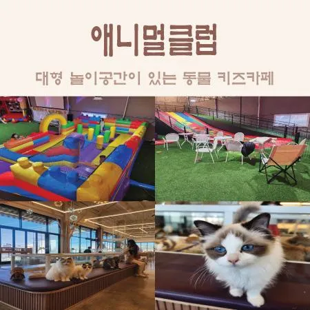 평택아이와가볼만한곳 : 실내 동물 키즈카페 애니멀클럽