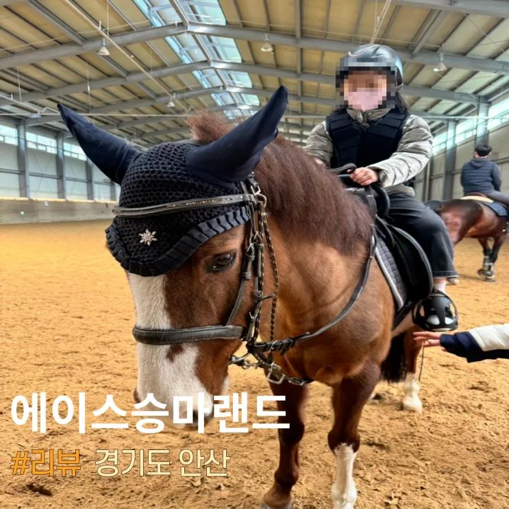 안산승마레슨 에이스승마랜드 어린이승마체험 후기