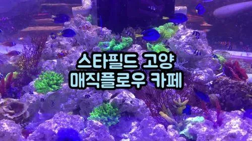 매직플로우 - 스타필드 고양 아이와 가볼만한 신상카페 아쿠아리움