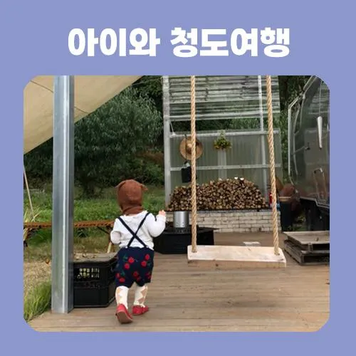 아이와 함께 청도여행/옹치기통닭/브로디캠프/청도 소싸움...