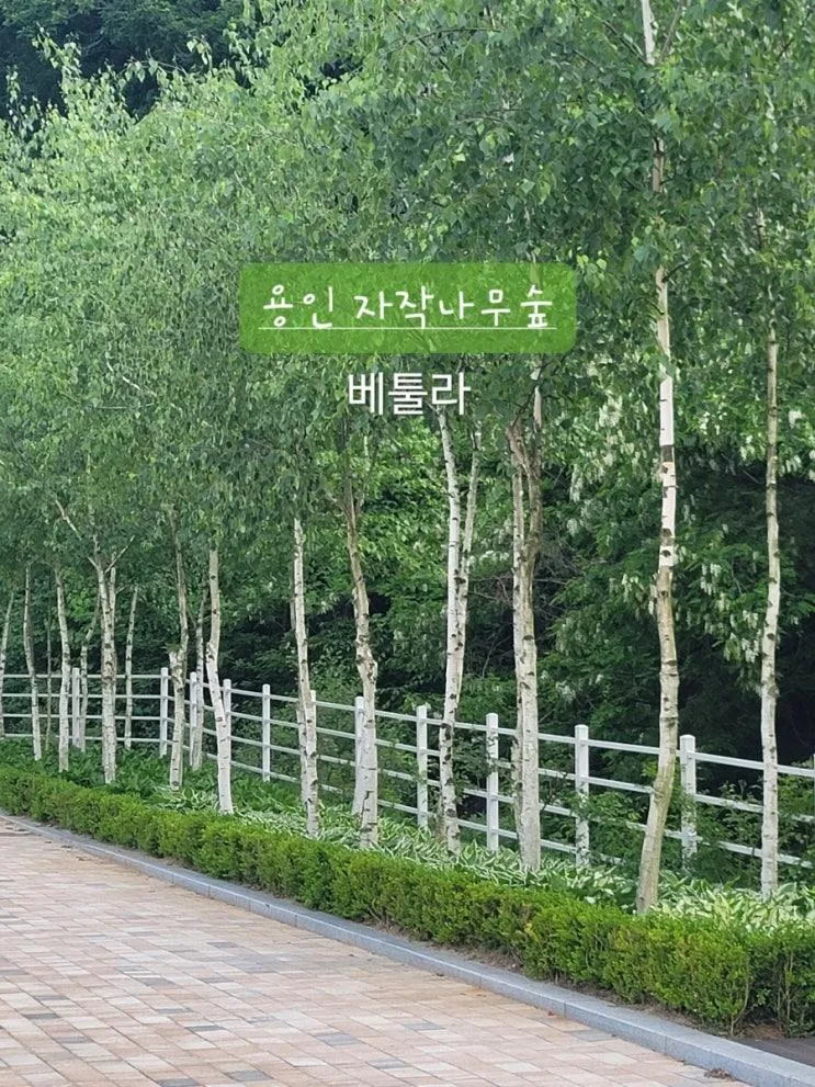 용인 자작나무숲 베툴라 : 아이들과 예쁜 정원이 있는 유료입장...