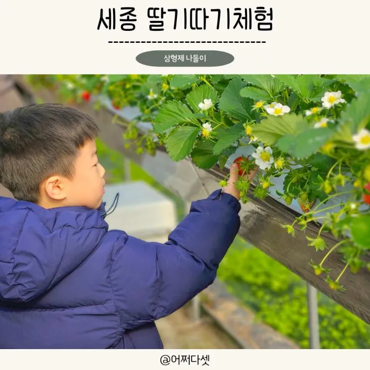 대전 세종딸기체험 행복한농장 아이랑 가볼만한곳