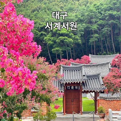 대구 북구 가볼만한 곳 서계서원 배롱나무 숨은 명소