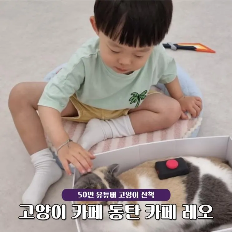 고양이카페 동탄 카페 레오