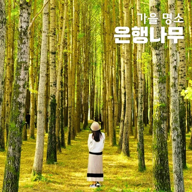 홍천 은행나무숲 가볼만한 명소, 경주 도리마을