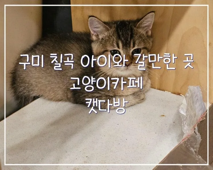 구미 칠곡 아이와 갈만한 곳 고양이카페 석적 캣다방