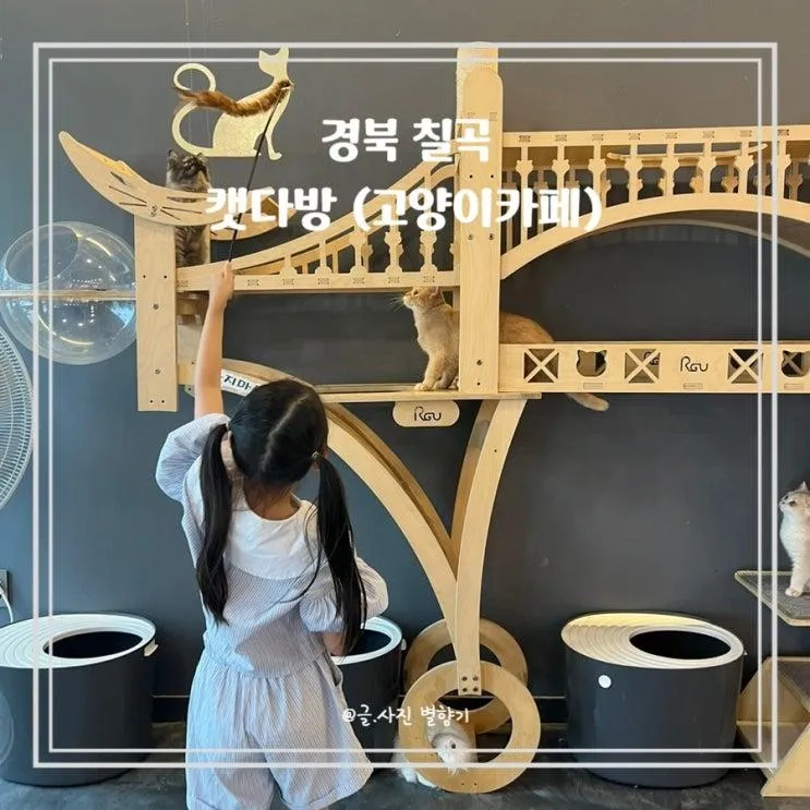대구 경북 칠곡 고양이카페 캣다방 이색카페