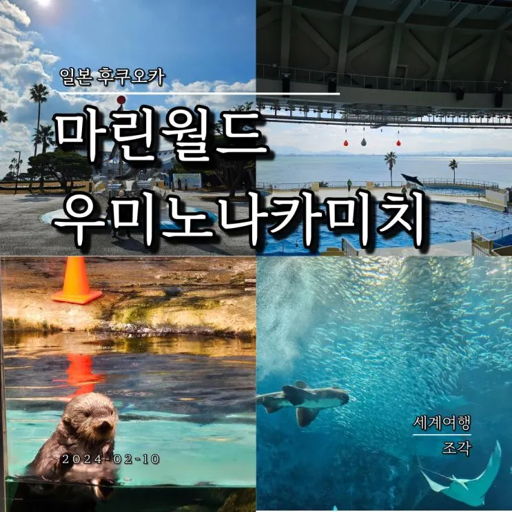 후쿠오카 아이와 가볼만한 곳 마린월드 우미노나카미치 돌고래쇼