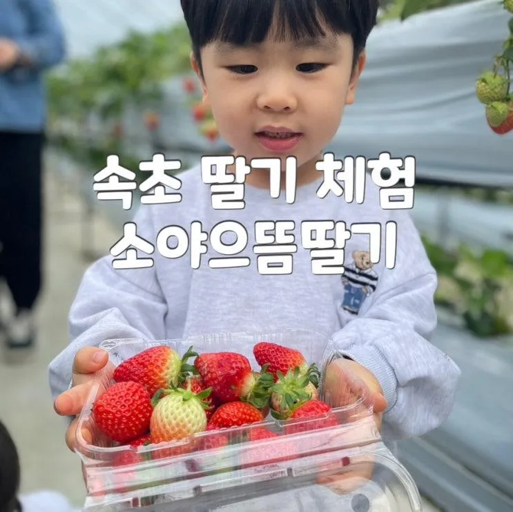 속초 딸기 체험 : 소야으뜸딸기에서 아기랑 갈만한 곳으로 강추