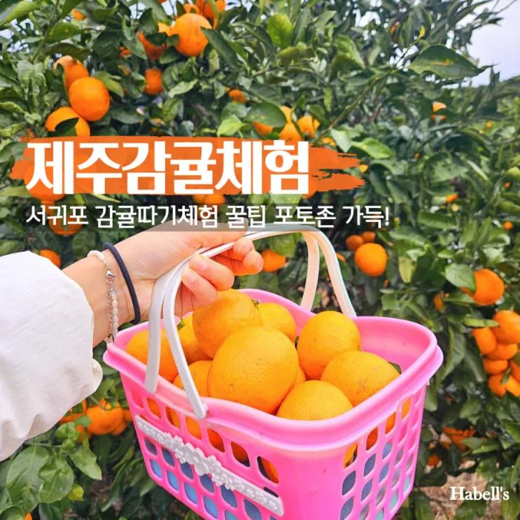 제주 감귤체험 시기 트로이테마농원 제주도 서귀포 귤따기체험...