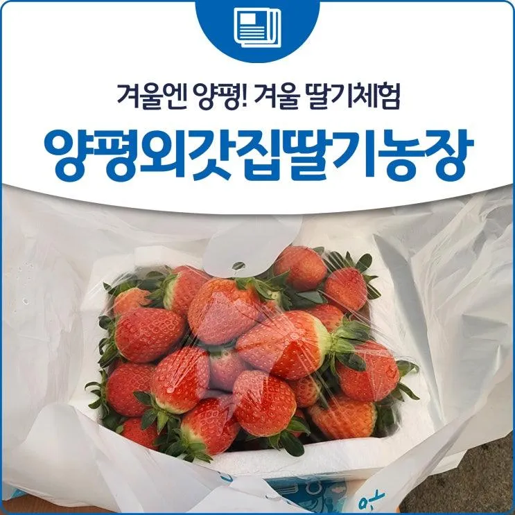 겨울엔 양평! 겨울 딸기체험 '양평외갓집딸기농장'