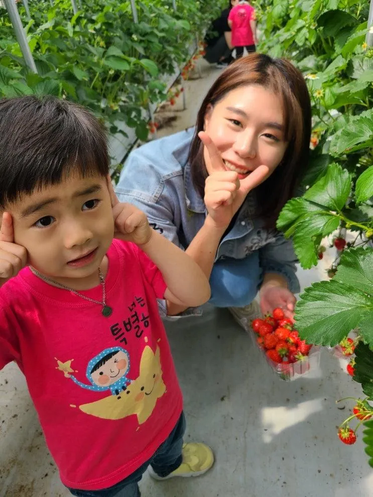 남양주 딸기체험 별마을 딸기체험농장 별마을힐링팜