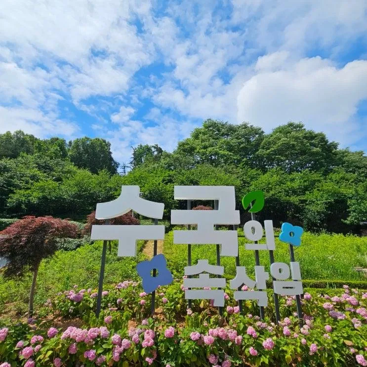 부천 도당공원  도당하늘숲 백만송이장미원 옆 수국원 수국동산...