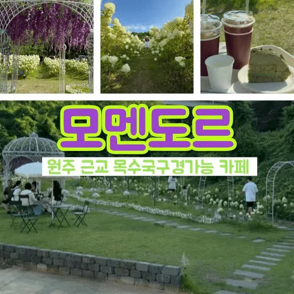 원주 근교 신상 가볼만한 카페 목수국 많은 모멘도르