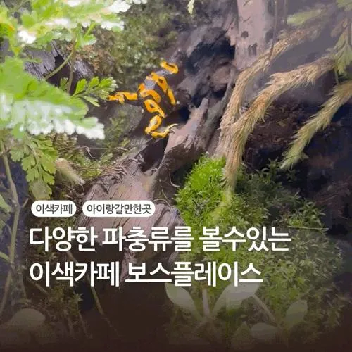 다양한 파충류를 볼수있는 이색카페 원주 보스플레이스