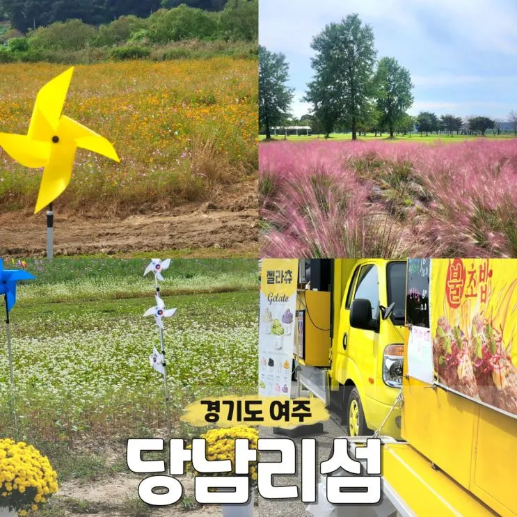 가볼만한곳 핑크뮬리 코스모스... [당남리섬] 대신섬...