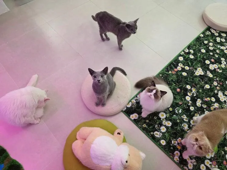 청주 성안길 실내 데이트 고양이카페 왔냥