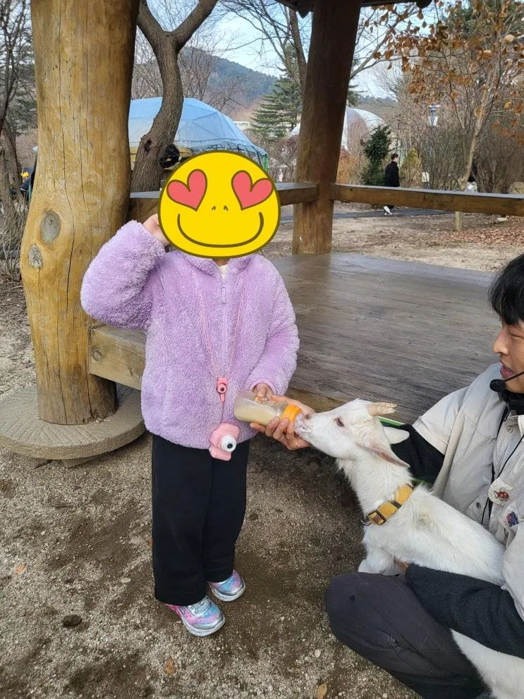 [내돈내산] 가평 아침고요가족동물원 후기｜아이와 먹이주기·아기염소 분유체험까지 알찬 주말 나들이