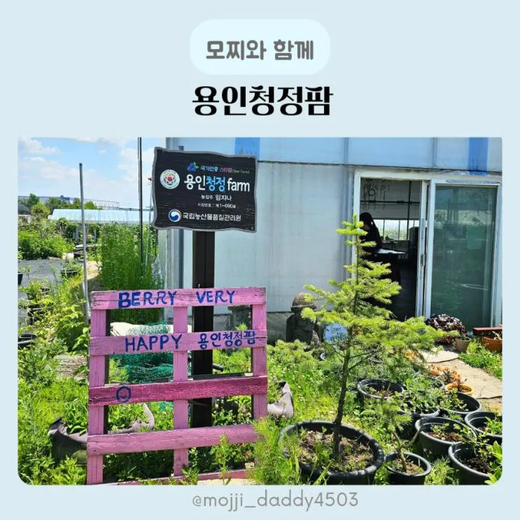 용인청정팜 블루베리 피자만들기 물놀이 체험 용인 아이와 가볼만한곳