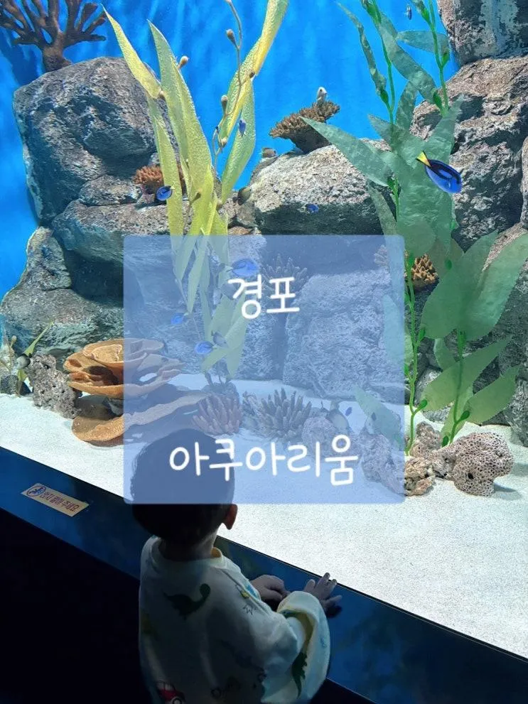 아이랑 강릉 경포 아쿠아리움 정보, 하이라이트는 소품샵?!!