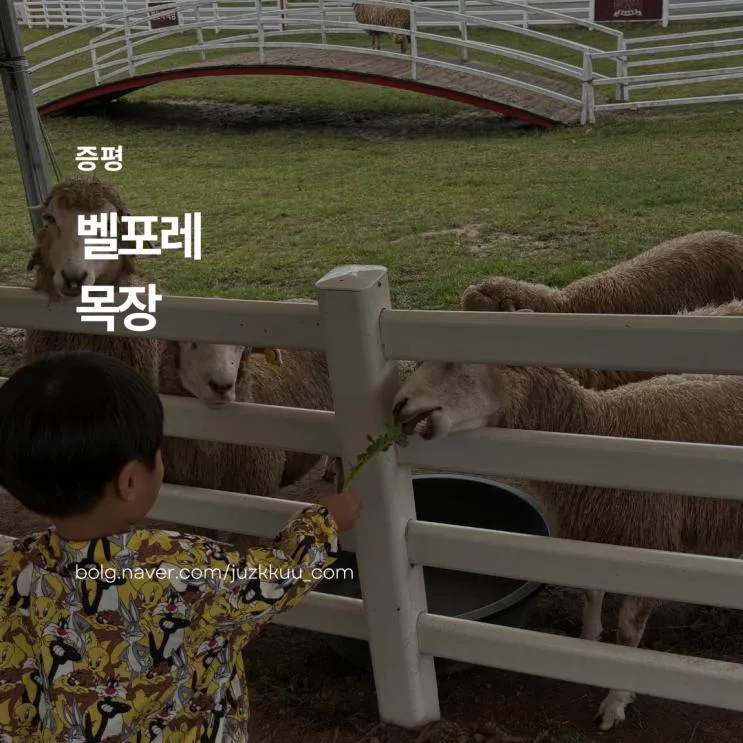 충북 증평 블랙스톤 벨포레 목장 𐂂 먹이주기체험,승마체험, 리틀팜까지