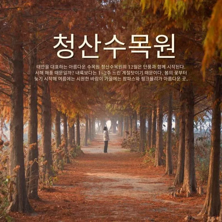 12월 단풍절정 태안 청산수목원의 황금메타세콰이어 터널 여기 진짜 미쳤어요!