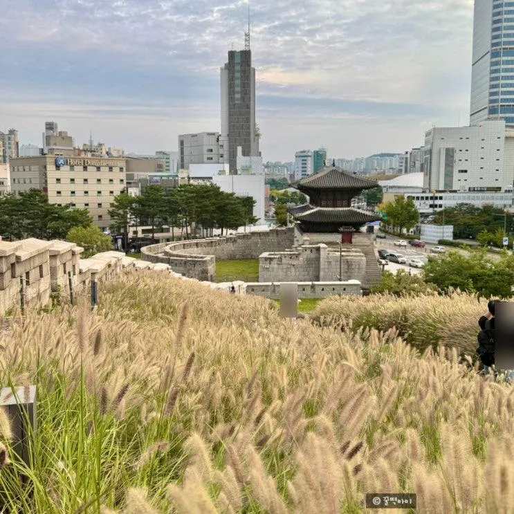 흥인지문공원 동대문 성곽공원 서울 가을명소 억새 수크렁 주차 근처 놀거리 코스