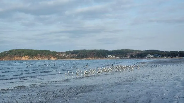 충남태안 아이들과갈볼만한 바다뷰가 멋진 <몽산포 해수욕장>