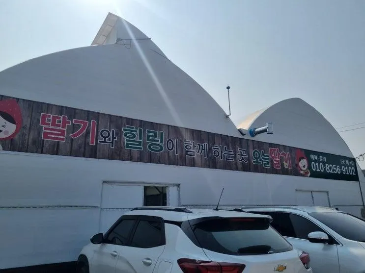 여주 오늘딸기 체험 농장  아이와 함께가면 좋은곳
