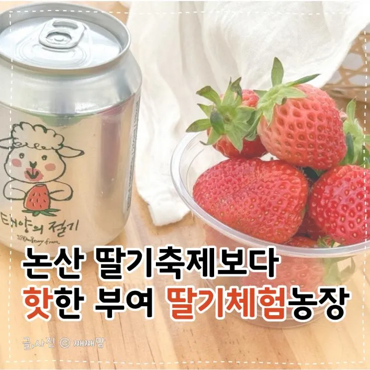 논산 딸기축제보다 핫한 부여 딸기체험 태양의절기 농장