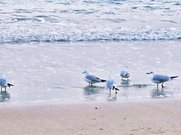 부산 송정 가볼만한곳 송정해수욕장 겨울 바다 산책 파도 소리... 