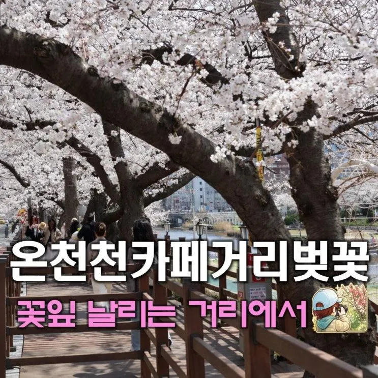 부산 4월 벚꽃구경 온천천 카페거리 개화시기 데이트 코스 추천