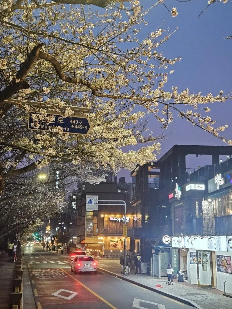 부산 벚꽃 명소 온천천 카페거리 26년 3월 28일 개화 상황