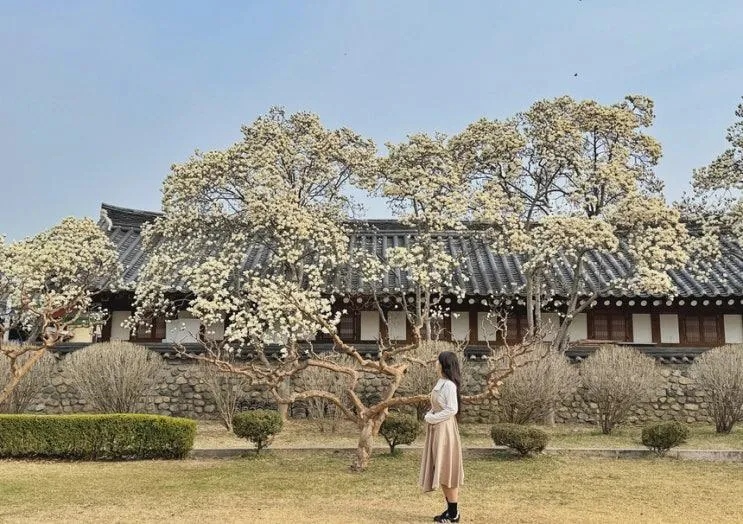 경주 목련 스팟 한옥감성 명소 오릉 실시간