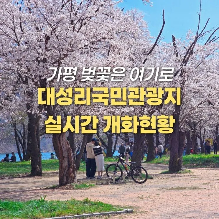 가평 벚꽃 명소 대성리국민관광지 실시간 개화 현황