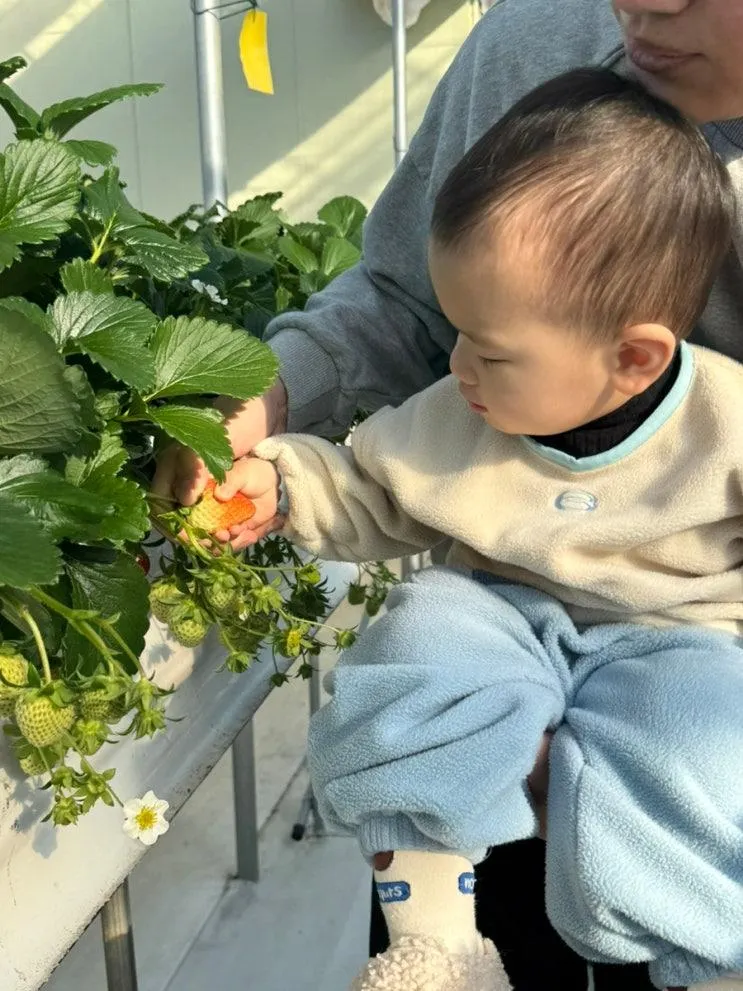 아기랑 실내 갈만한 곳ㅣ김포 별빛하늘 딸기 농장