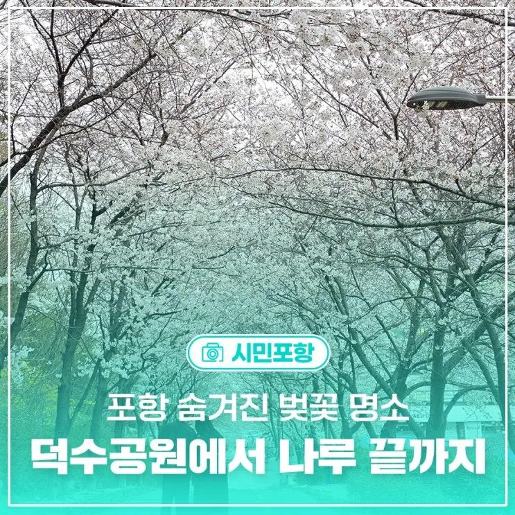 포항 숨겨진 벚꽃 명소 덕수공원에서 나루 끝까지
