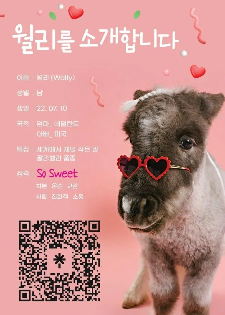 작은말 월리 보고싶다고?작은말 월리랑 봄맞이 TK승마센터와... 