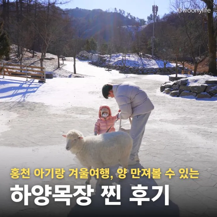 하양목장 홍천 아이랑 겨울 가볼만한 곳 양떼목장 입장료, 할인 꿀팁