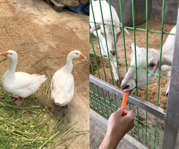 대구 주말 아이와 가볼만한 곳 | 산너머그집 꿀카페 동물... 