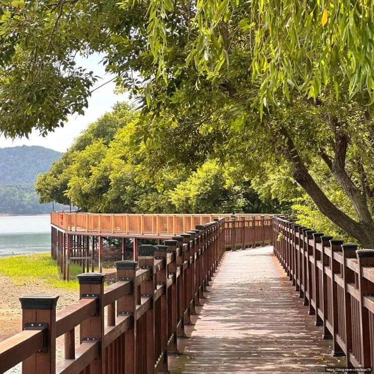 논산 탑정호 출렁다리 주차장 음악분수 시간 수변생태공원 산책로