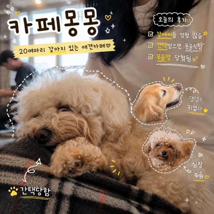 카페 몽몽 김포 구래동 강아지동반 애견카페 추천 댕댕이 애견호텔