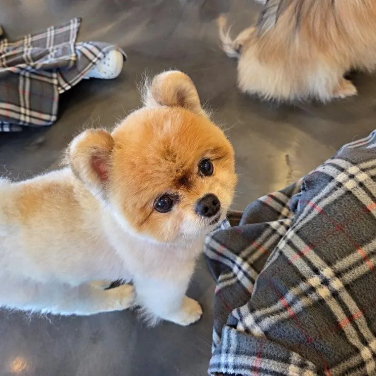 김포 애견카페 카페몽몽 강아지 좋아하는 아이와 N번째