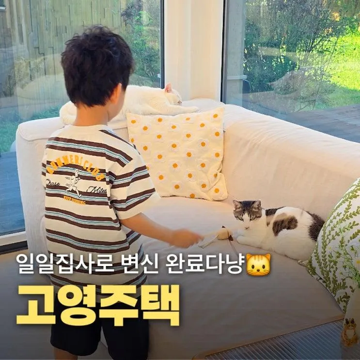 김포 고양이카페 고영주택 6살 아이와 다녀온 김포 가볼만한 곳