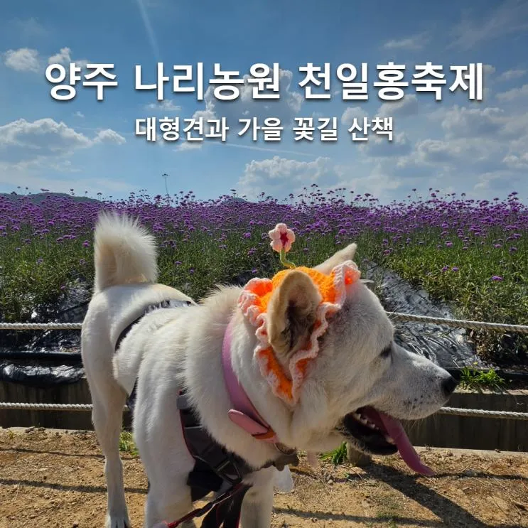양주 나리농원 천일홍축제 대형견 동반, 감자와 가을 꽃길 산책
