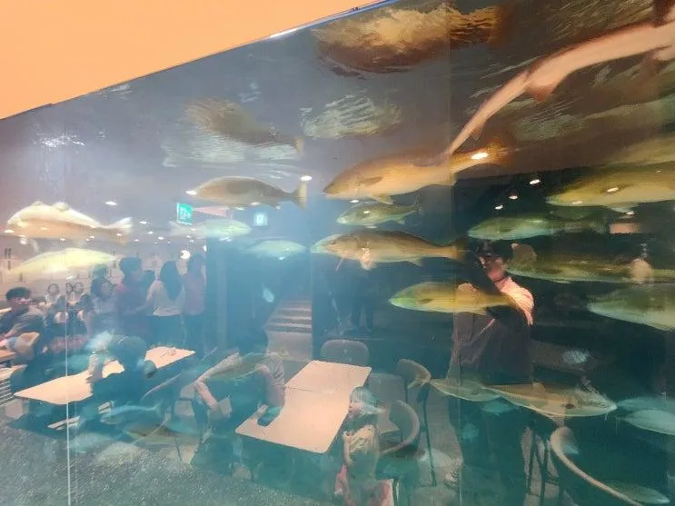 경주 감포 물고기카페 🐟 투썸 감포항점, 6살 딸이 무서워하면서도 계속 보던 수족관 (레몬커피 강추!)