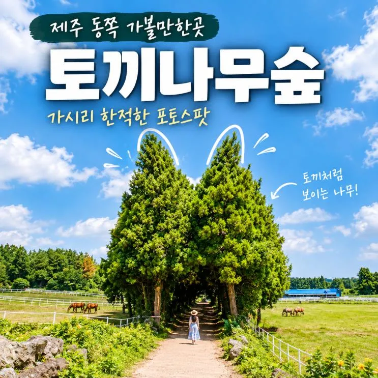 제주 동쪽 가볼만한곳 토끼나무숲｜가시리 한적한 포토스팟