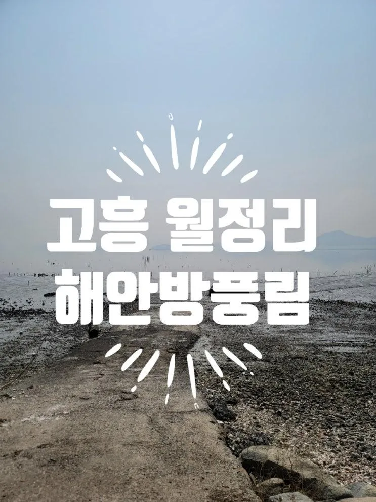 고흥 월정리 해안방풍림(전남 고흥군 남양면 월정로)