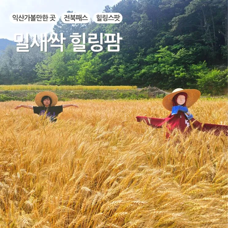 밀새싹과 자연이 어우러지는 치유농장, 익산 밀새싹 힐링팜 방문후기”